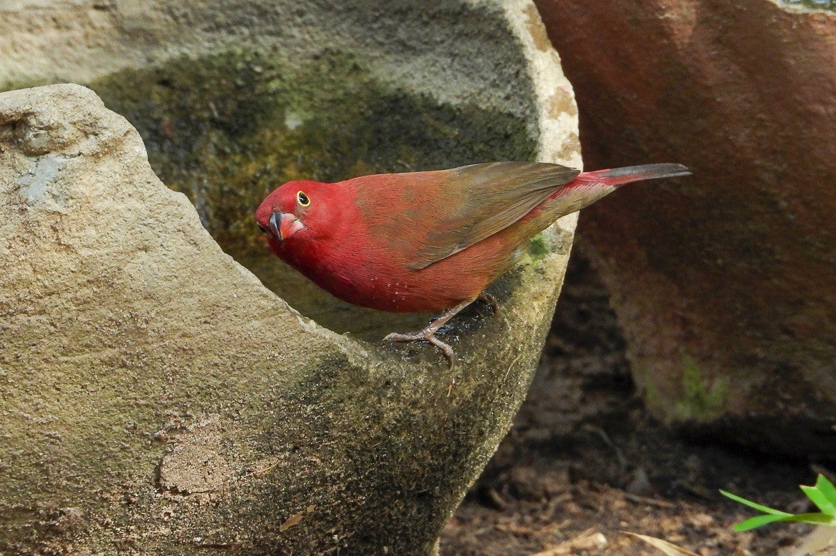Bar-breastedFireFinch_086.jpg
