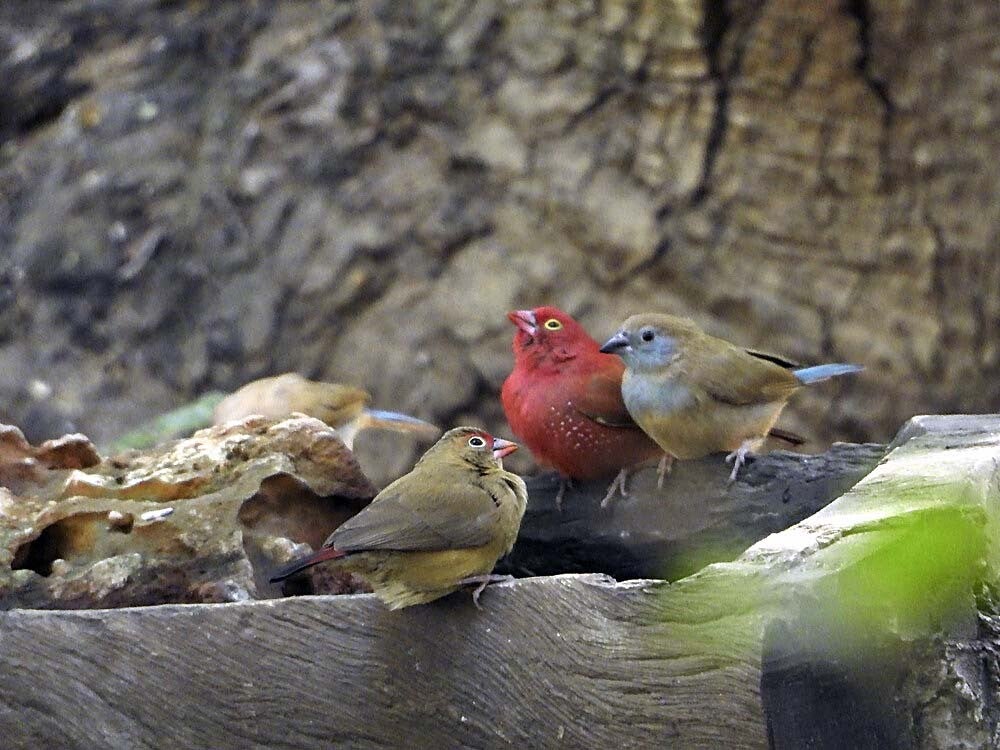 Bar-breastedFirefinch_038.jpg