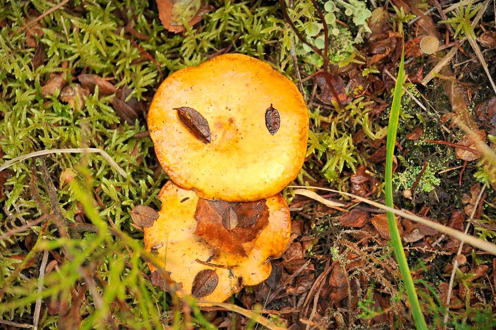 Ardennen Paddenstoelen