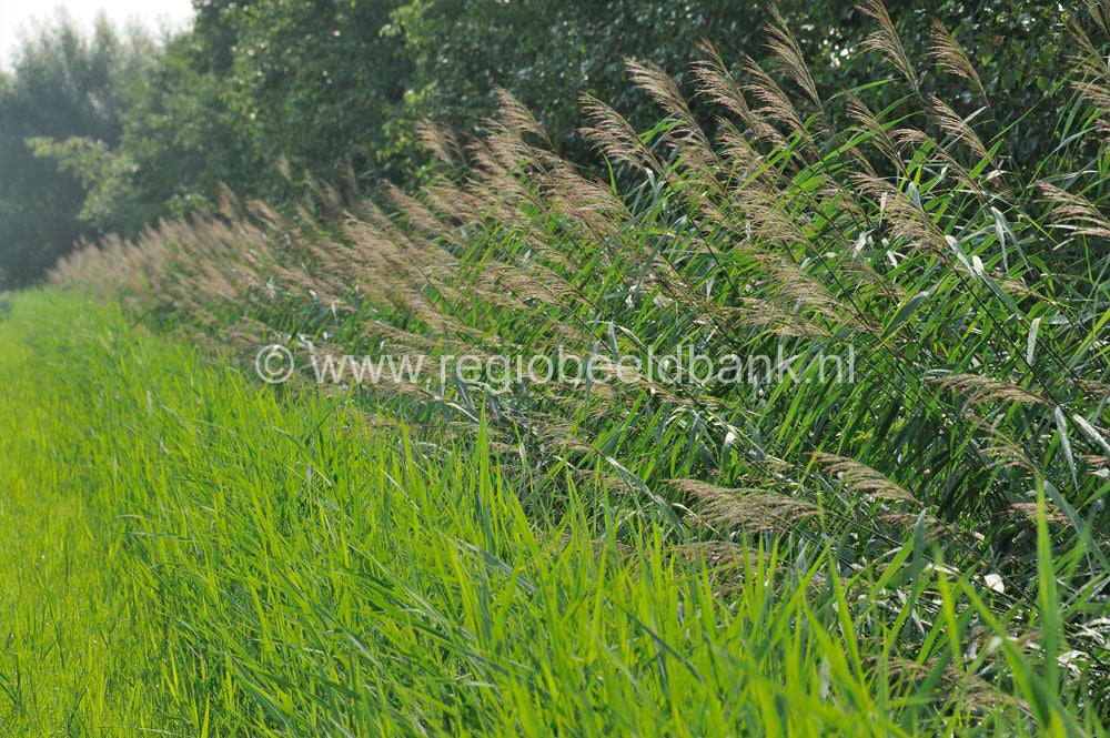 Batouwepad_025.jpg