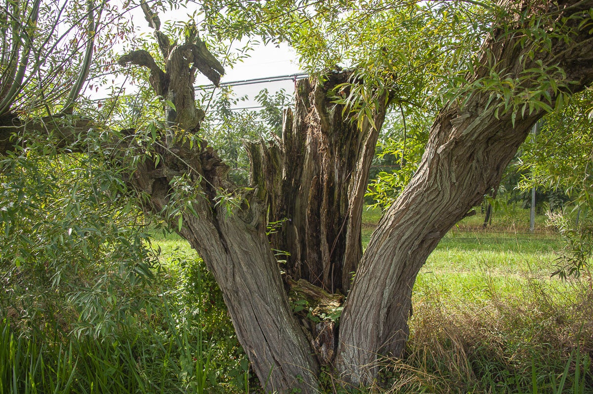 Batouwepad_027-1.jpg