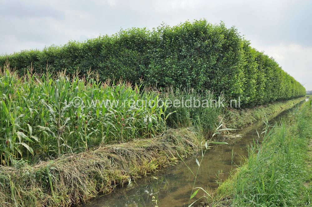 Batouwepad_036.jpg