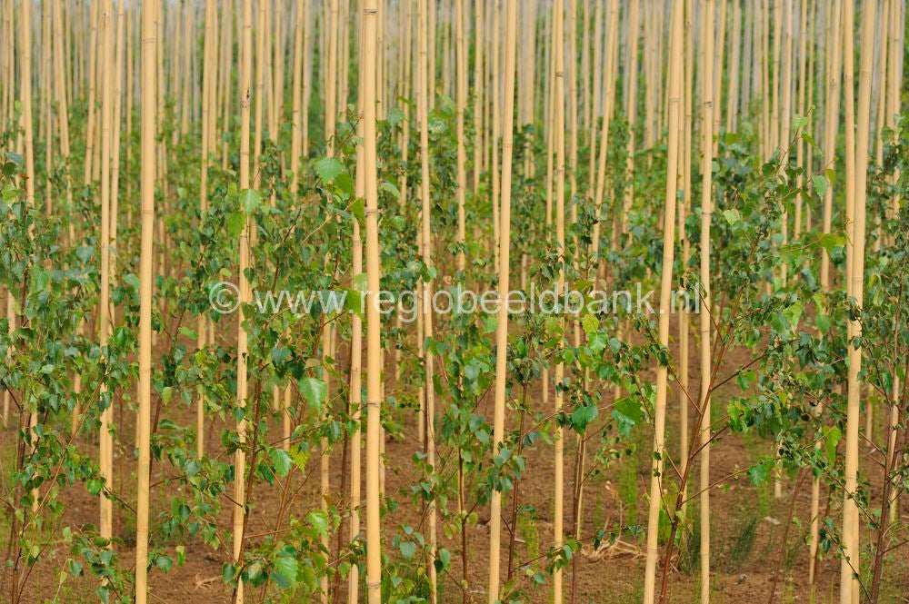 Batouwepad_038.jpg