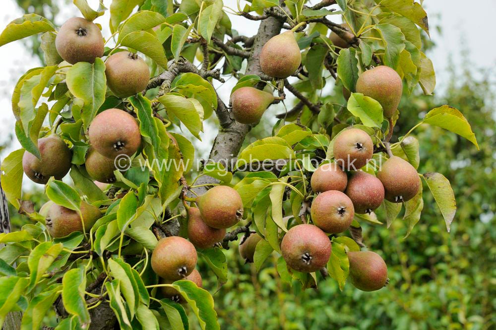 Batouwepad_059.jpg