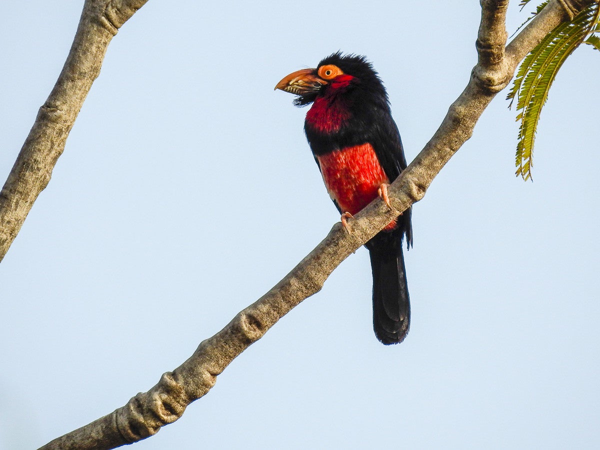 BeardedBarbet1189.jpg