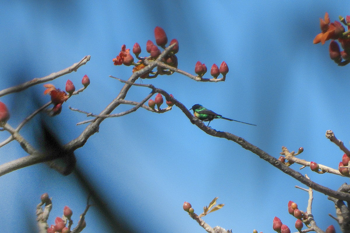 BeautifulSunbird_161-1.jpg