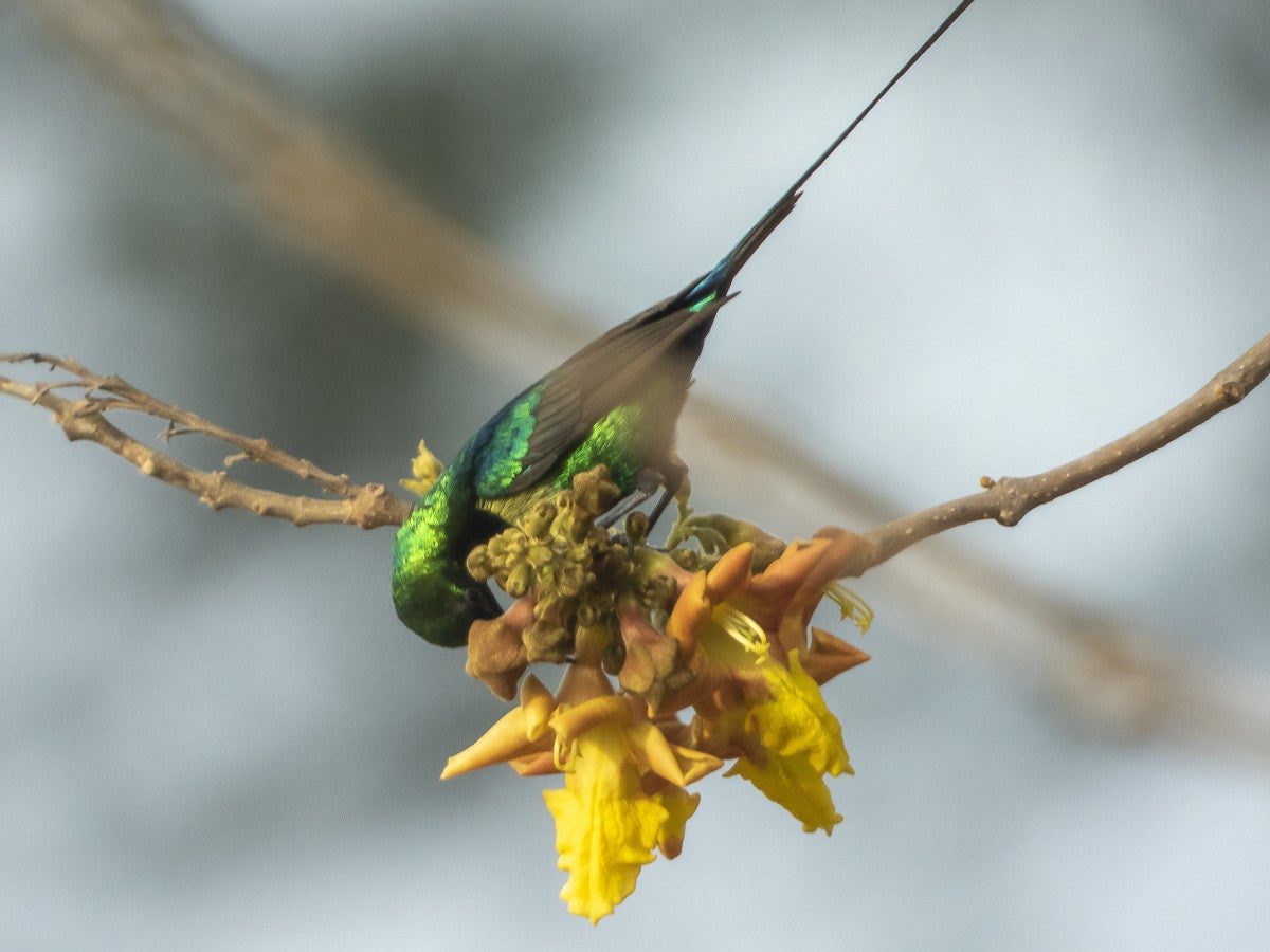 BeautifulSunbird_4855-1.jpg
