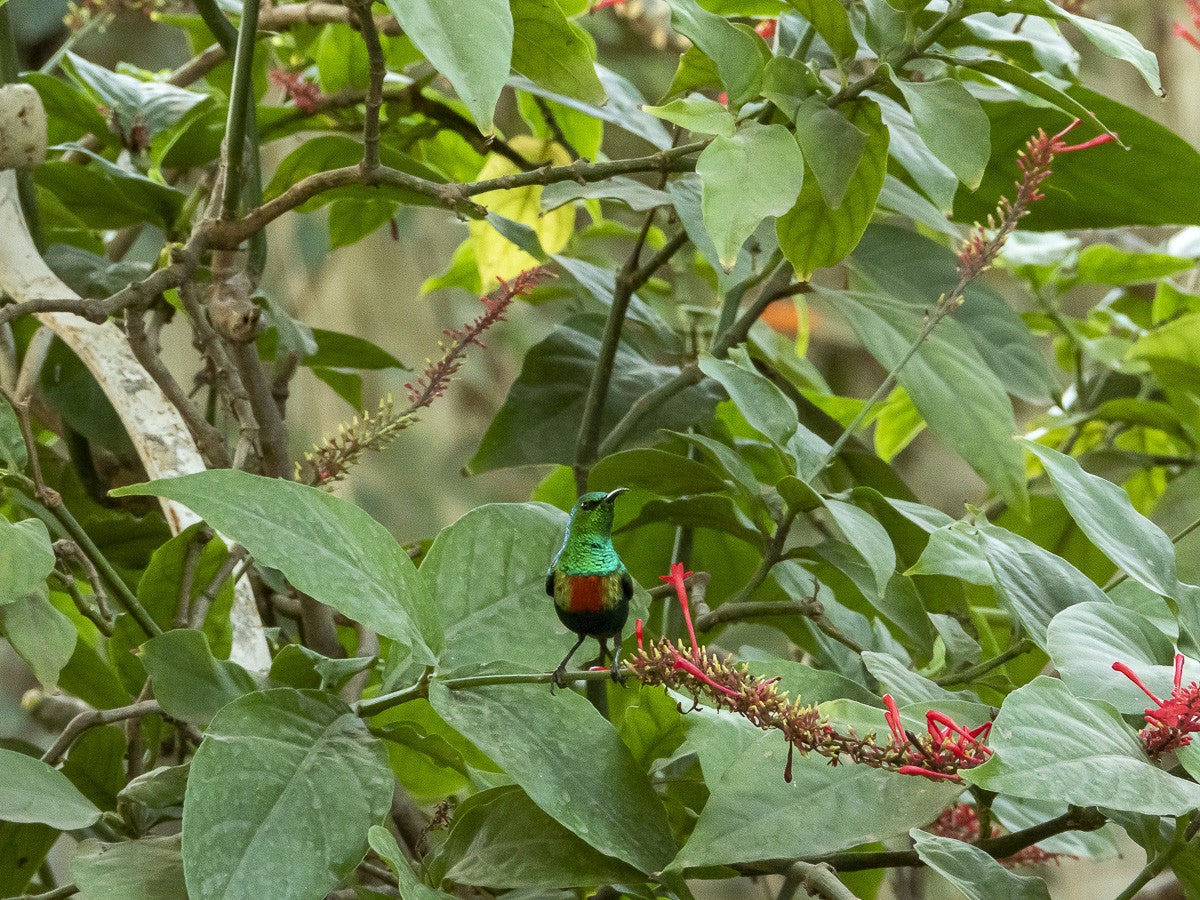 Kerr Sereng Bird Garden