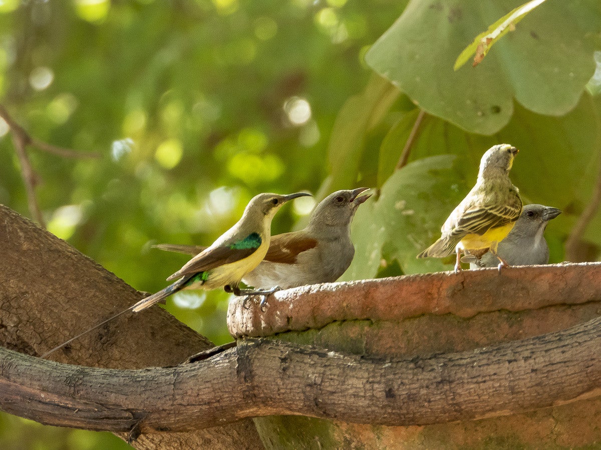 BeautifulsunbirdMalemoulting_2891-1.jpg