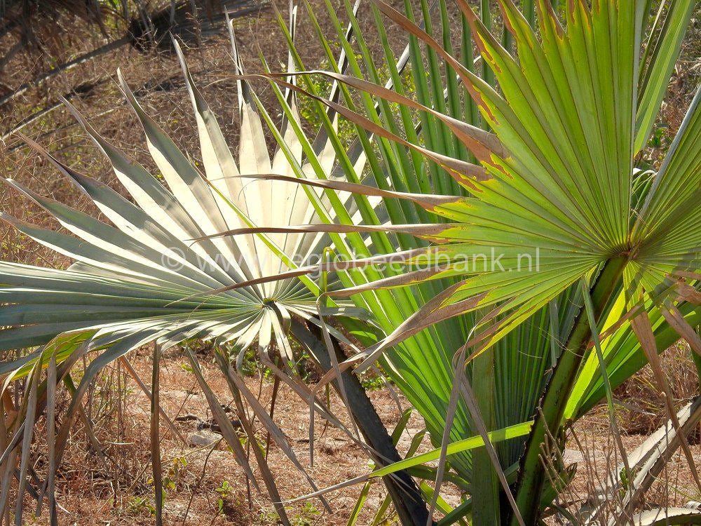 Bi Bijilo Forest Park