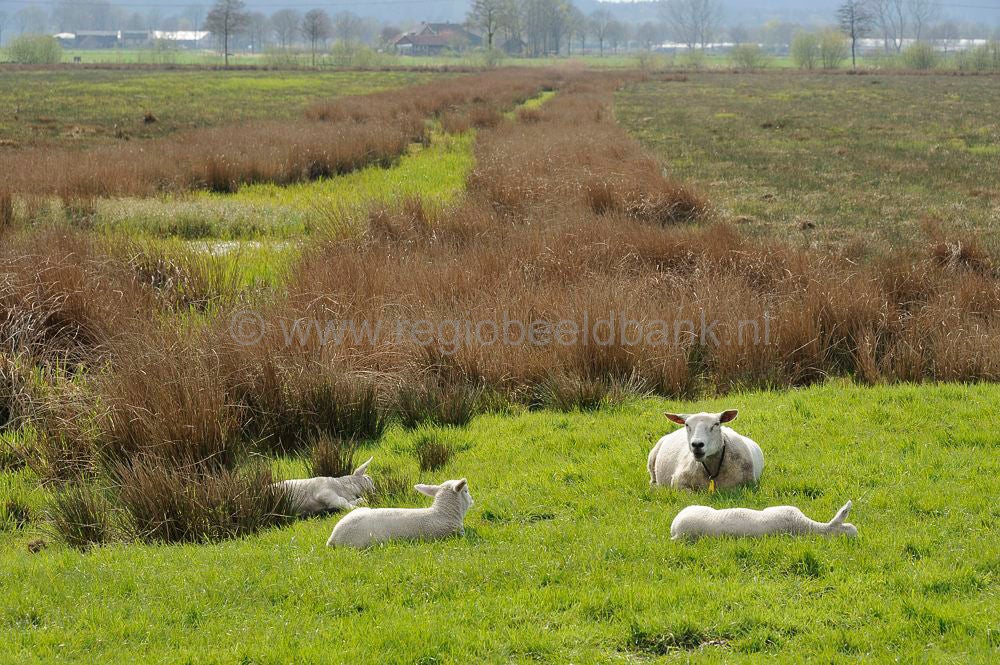 Binnenveld_022_01.jpg