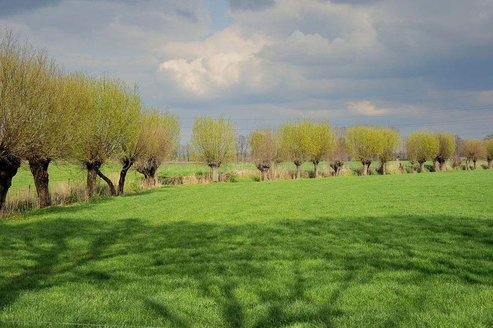 Binnenveld_027.jpg