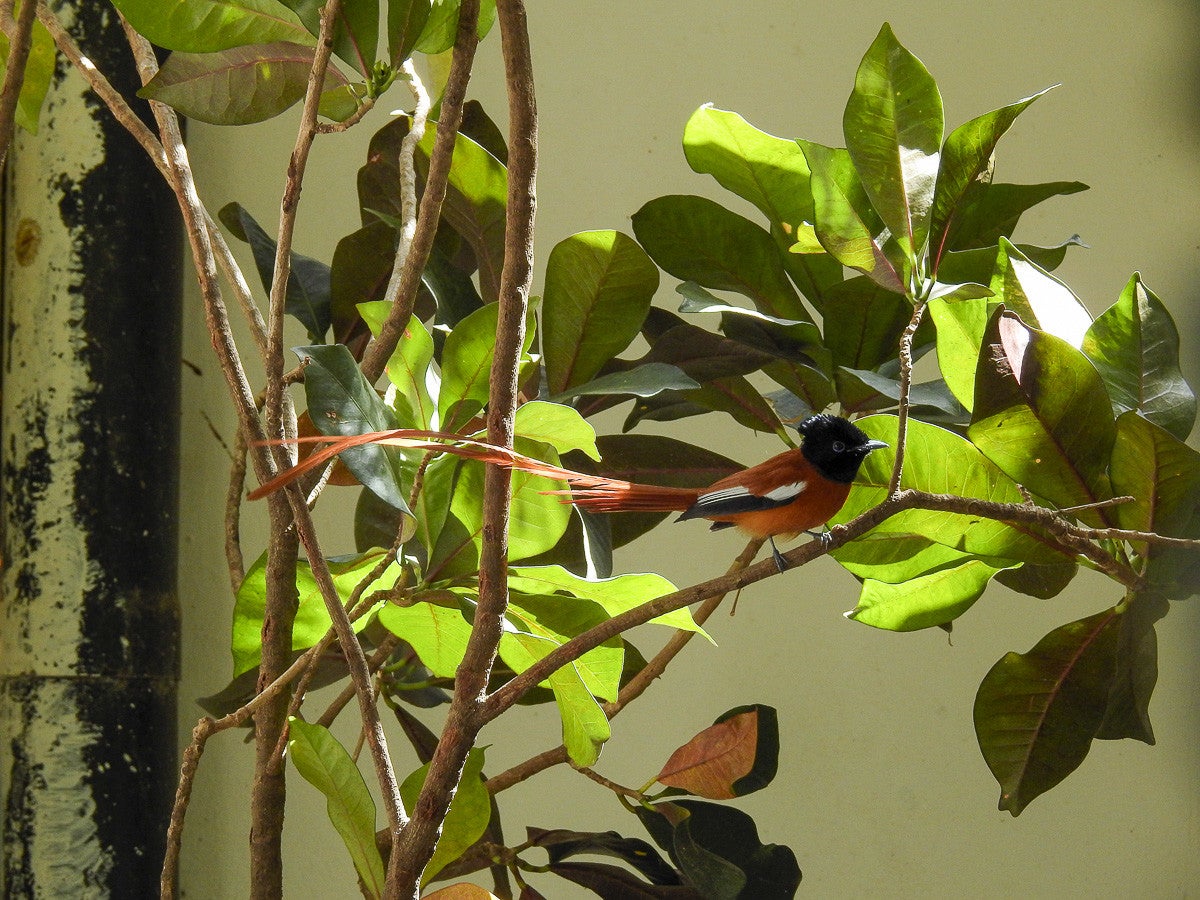 Black-headedParadise-Flycatcher_0157-3.jpg