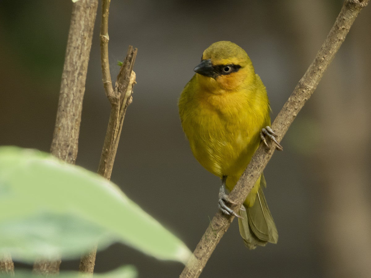 Black-neckedWeaver_5256.jpg