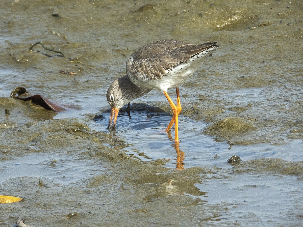Black-wingedStilt_0756-1.jpg