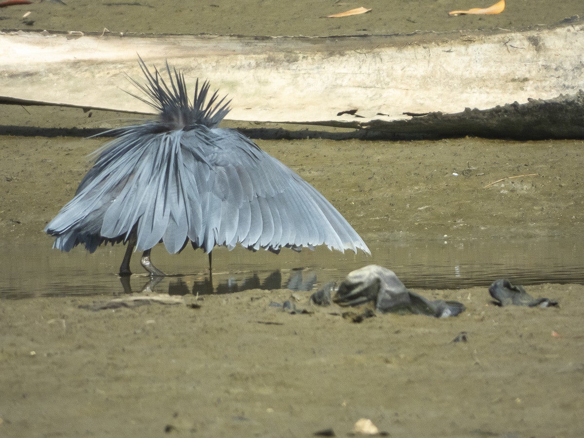 BlackEgret_0784-1.jpg
