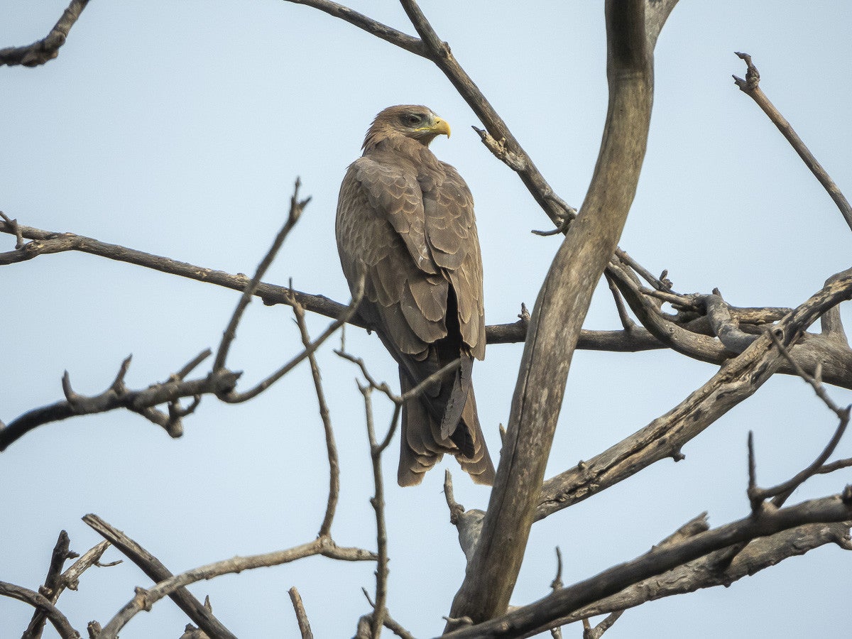 BlackKite_5421.jpg