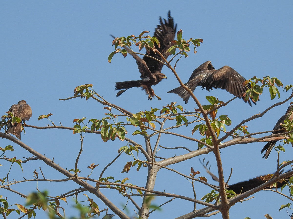 BlackKite__815.jpg