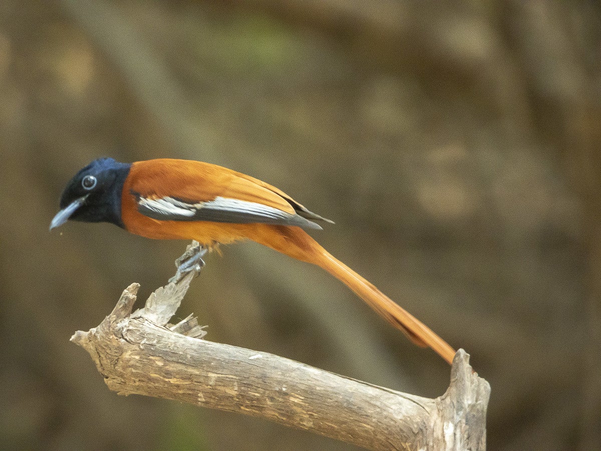 Black_headedParadise_Flycatcher_1119.jpg