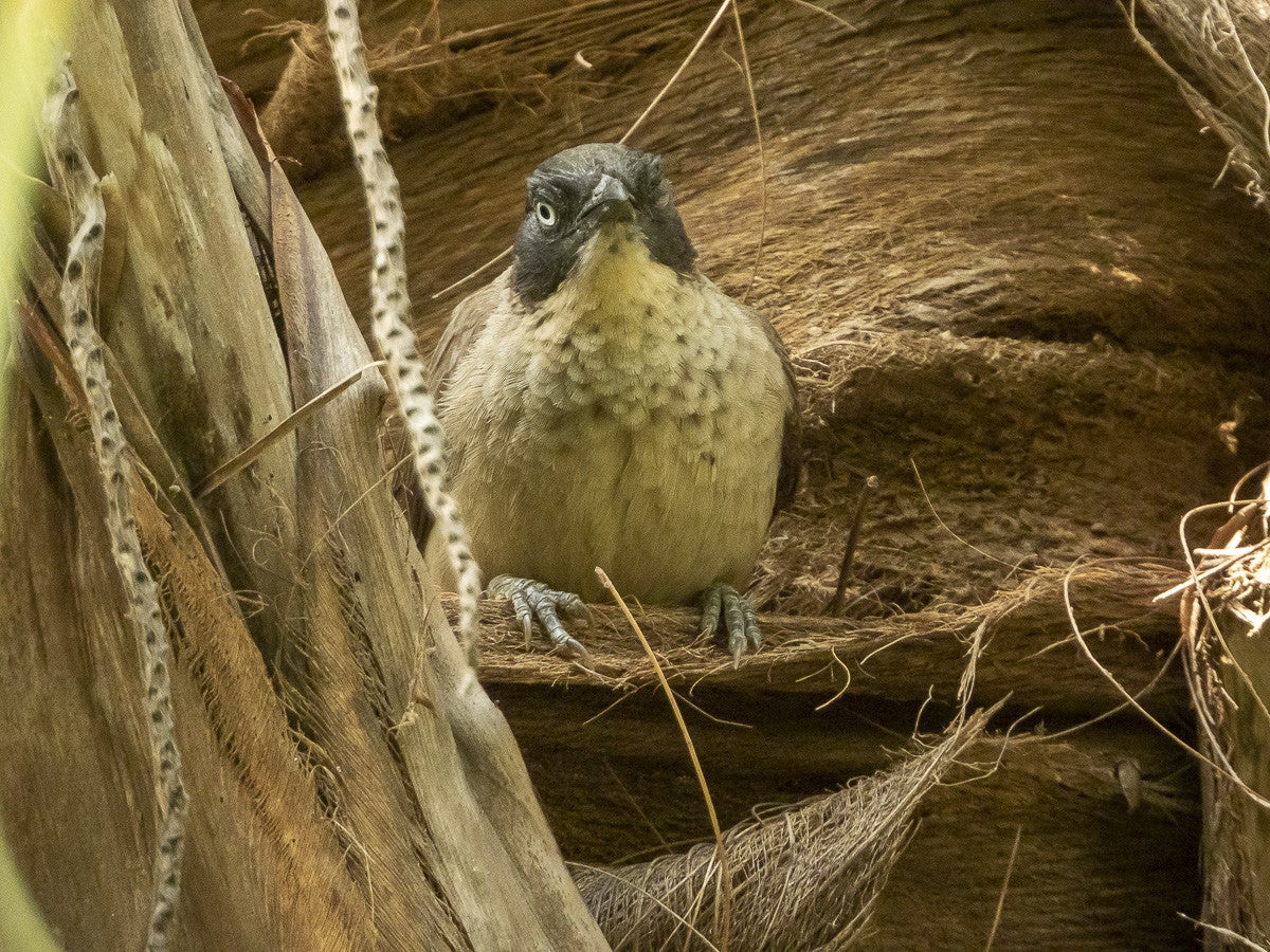 BlackcapBabbler_1142.jpg