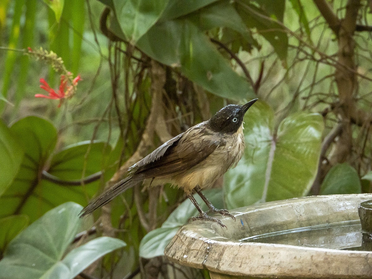 Blackcapbabbler_5771.jpg