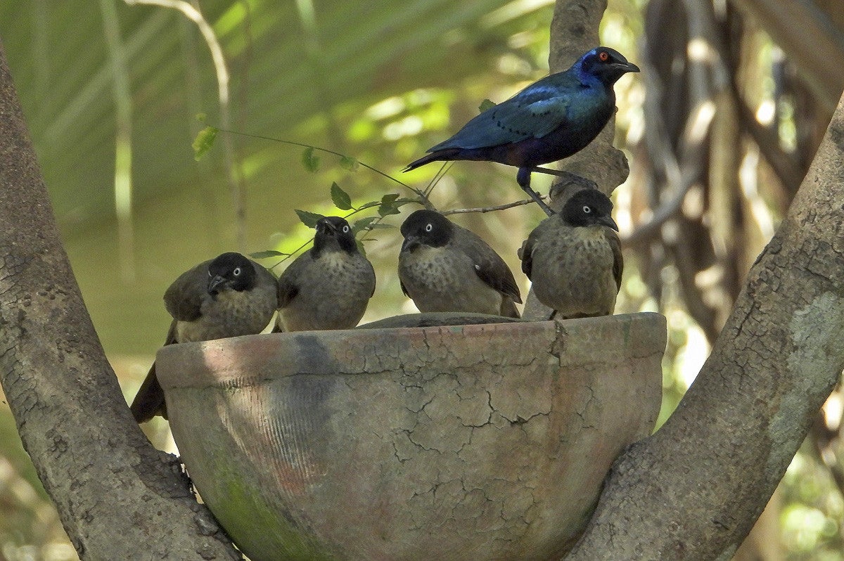 Blackcapedbabblers_055-2.jpg