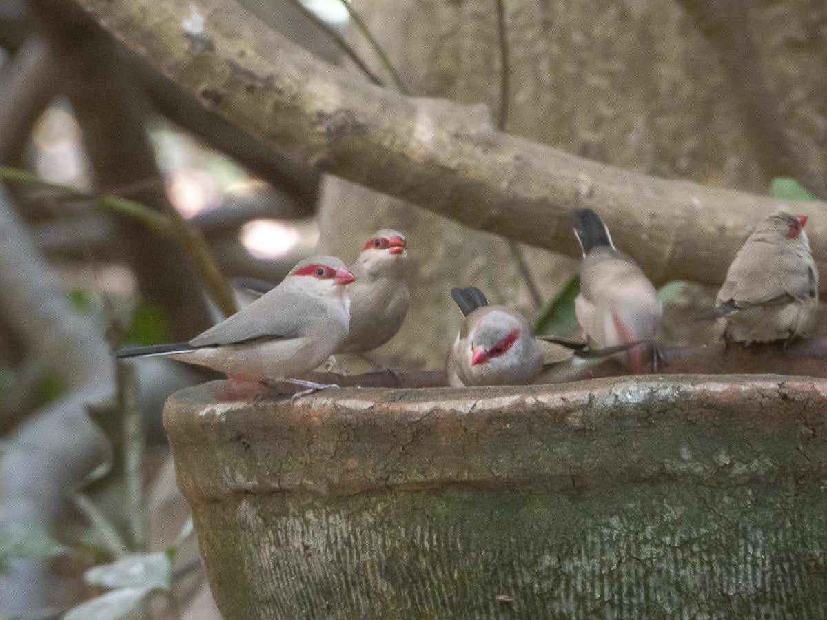 Blackrumpedwaxbill_2671.jpg