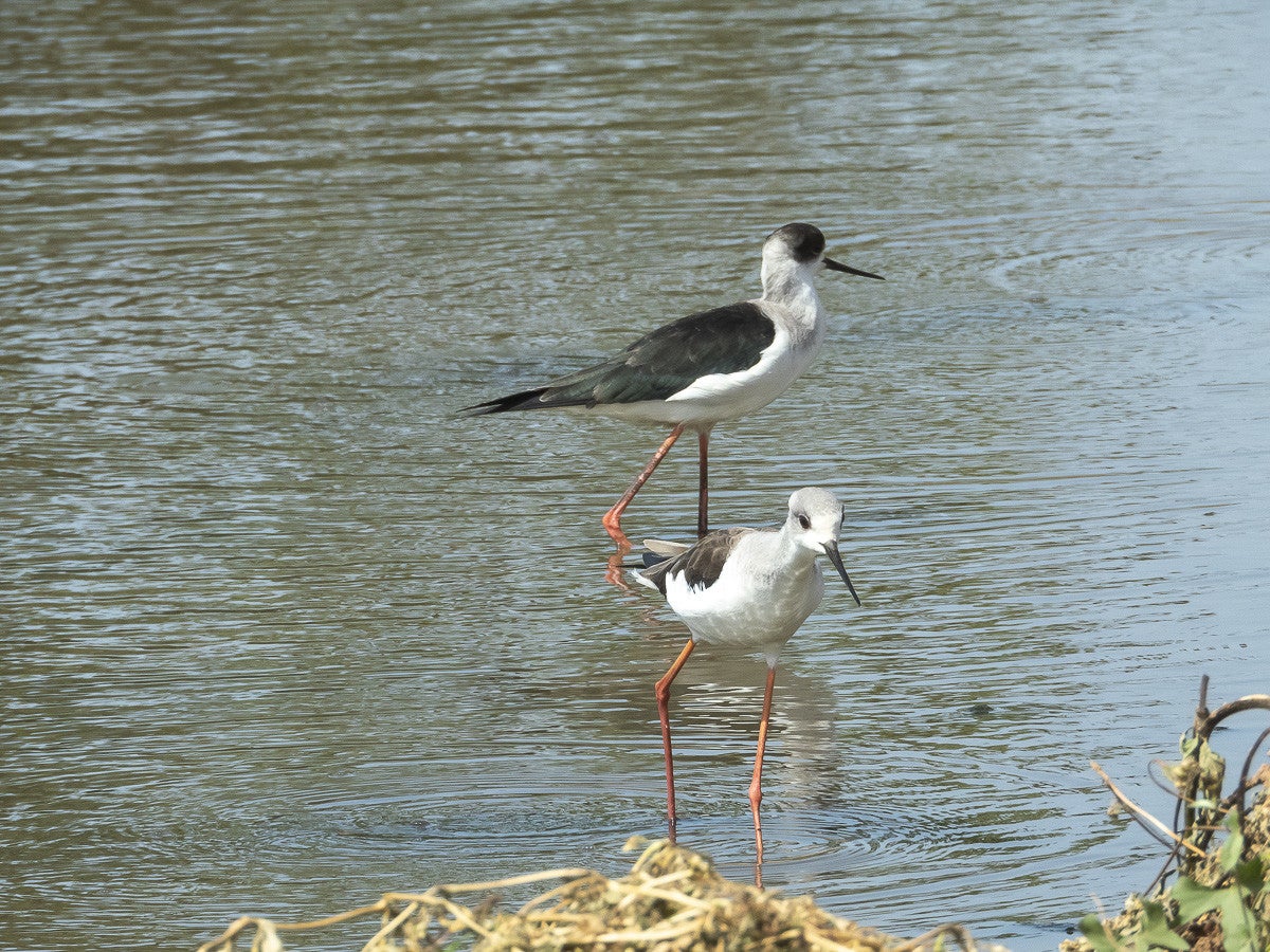 Blackwingstilt_0534-1.jpg