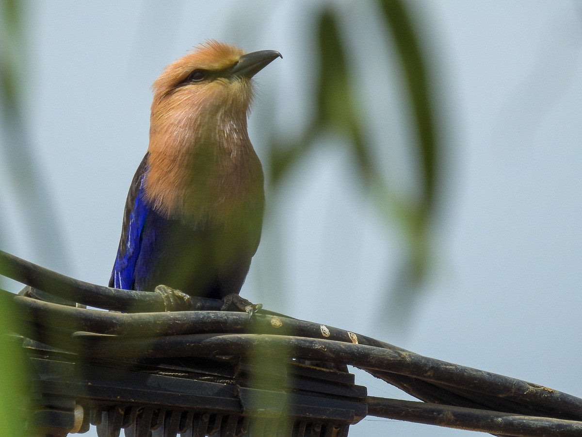 Bleubelliedroller_228.jpg