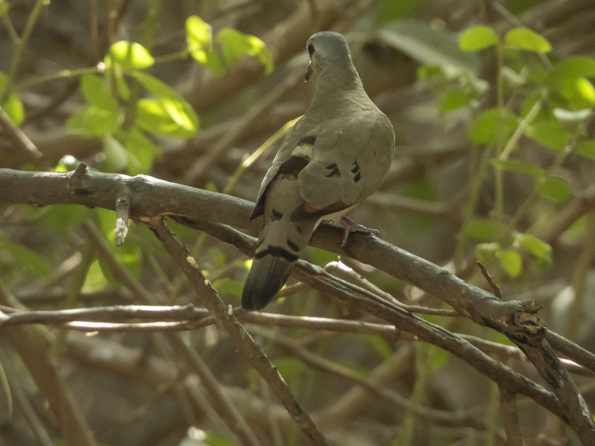 Blue-spottedwooddove_0978.jpg