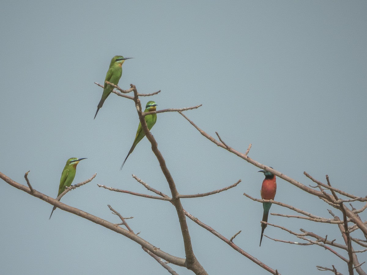 Bluecheekedbee-eater-Carminebee-eater_3853.jpg