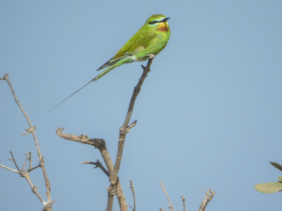 Bluecheekedbee-eater_2153-1.jpg