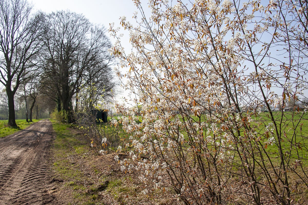 Boereneschpad_021-1.jpg