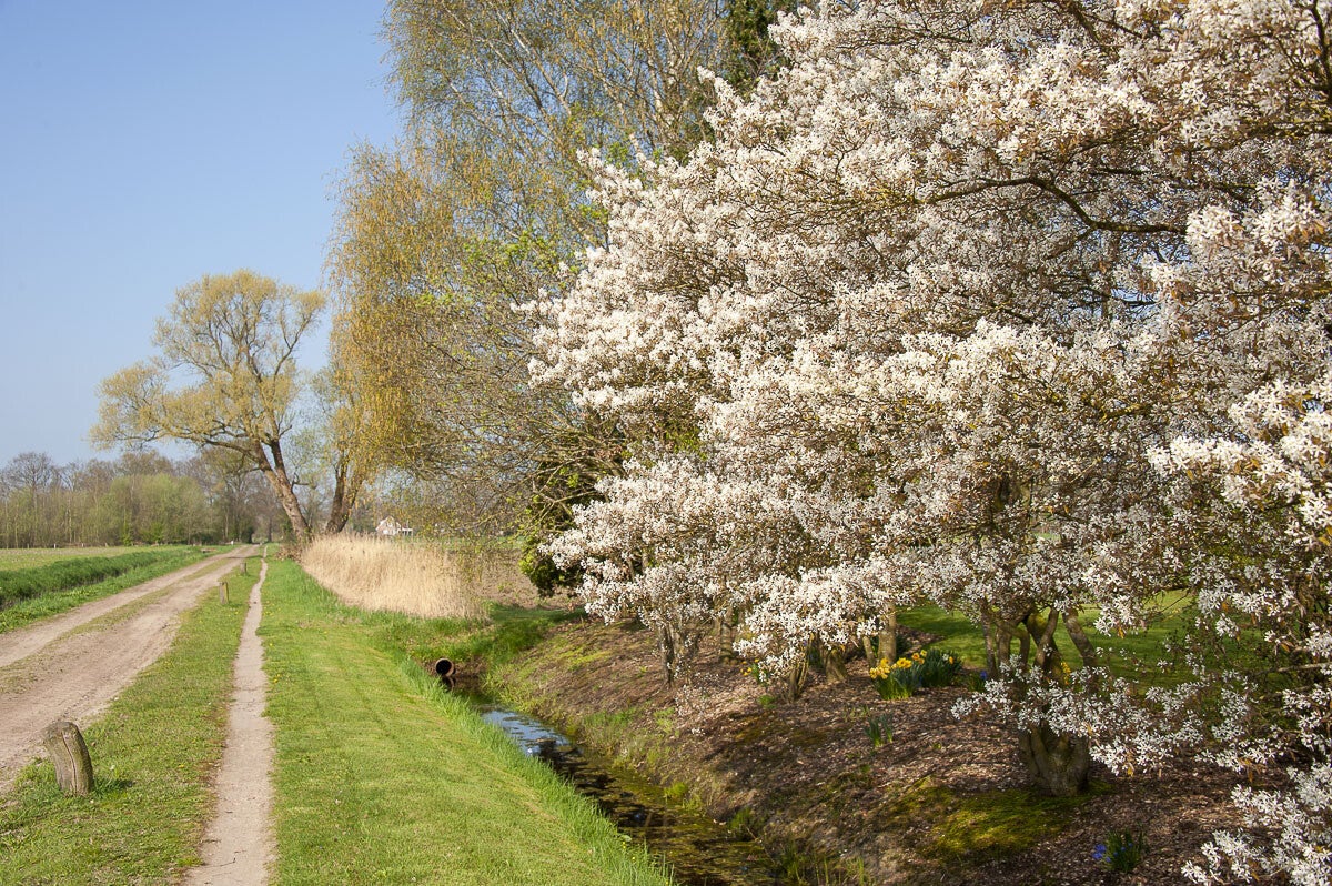 Boereneschpad_026-1.jpg