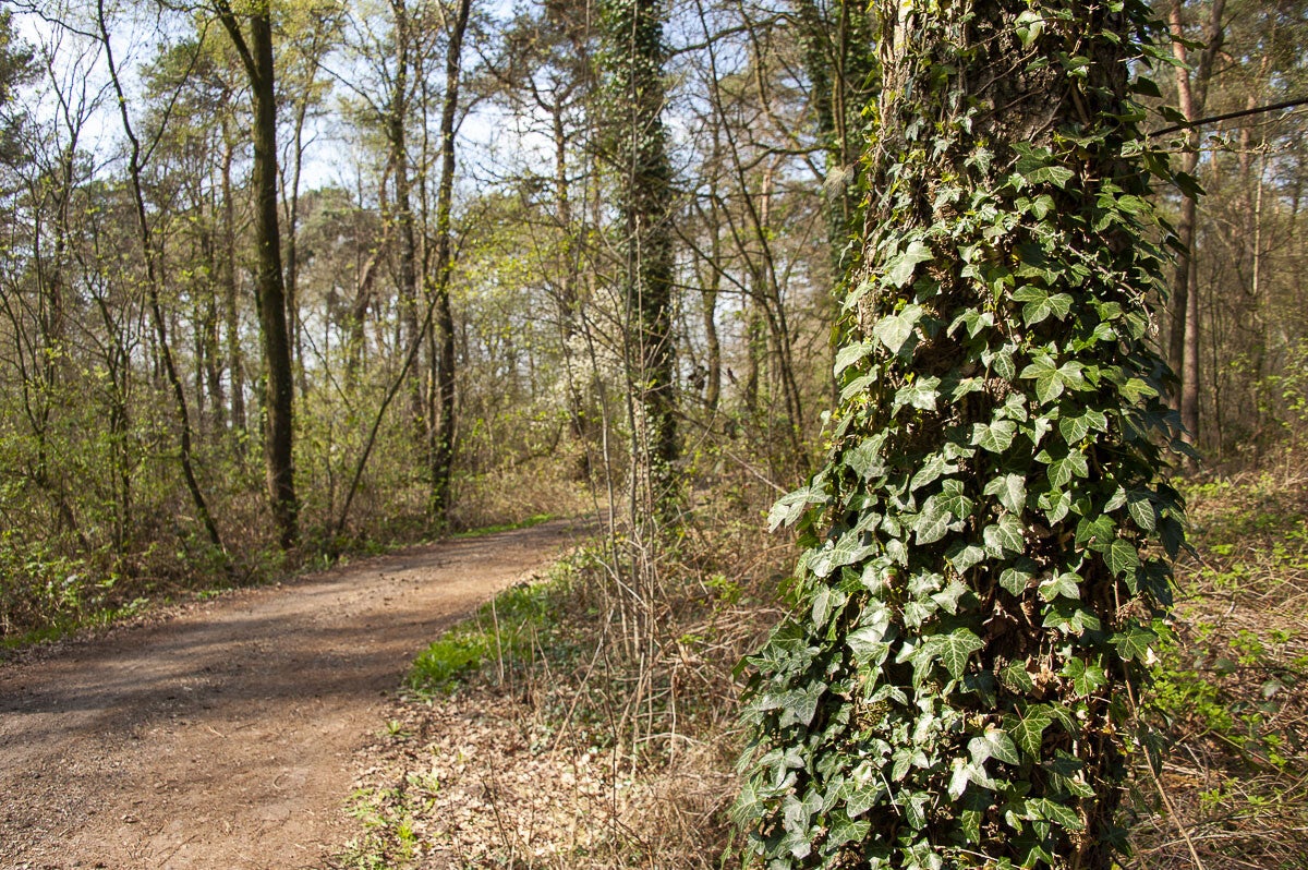 Boereneschpad_038-1.jpg