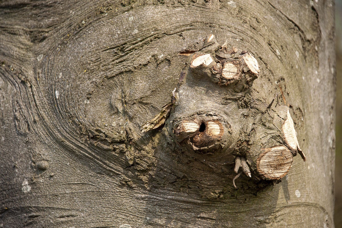 Boereneschpad_044-1.jpg