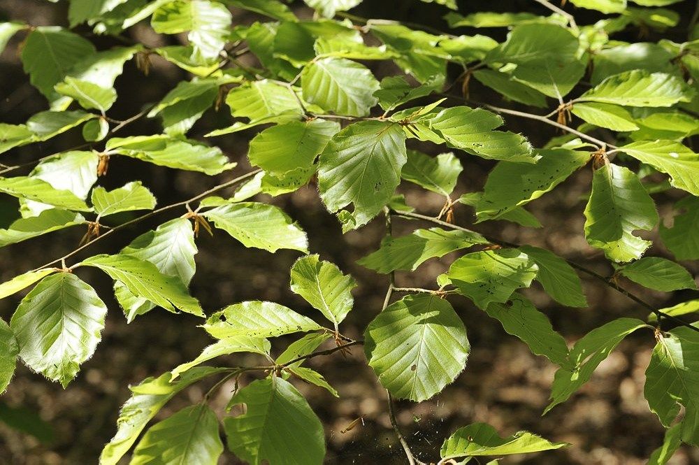 Breehoef_Lente_004.jpg