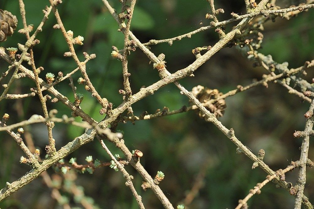 Breehoef_Lente_006.jpg