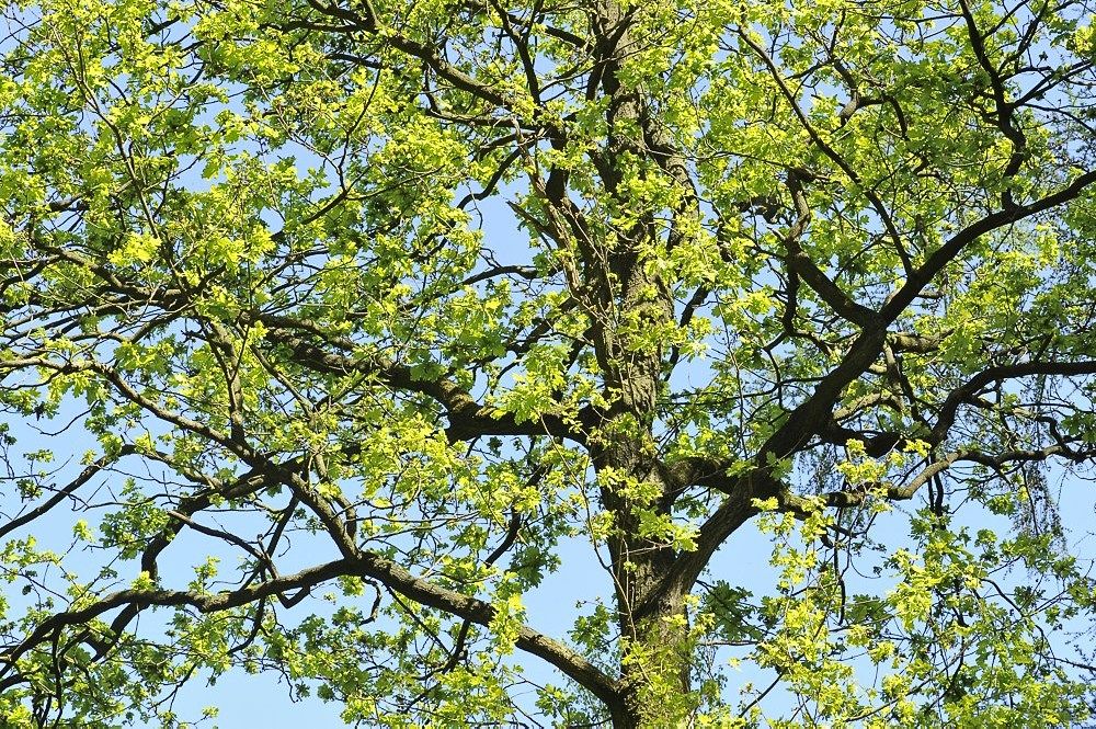 Breehoef_Lente_008.jpg