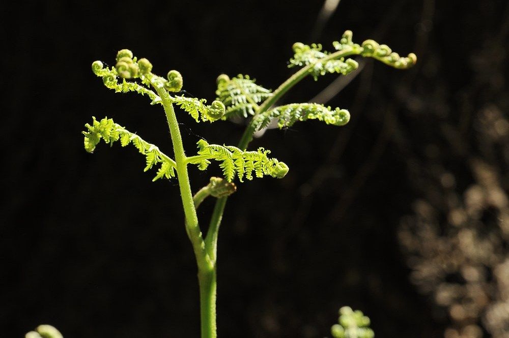 Breehoef_Lente_010.jpg