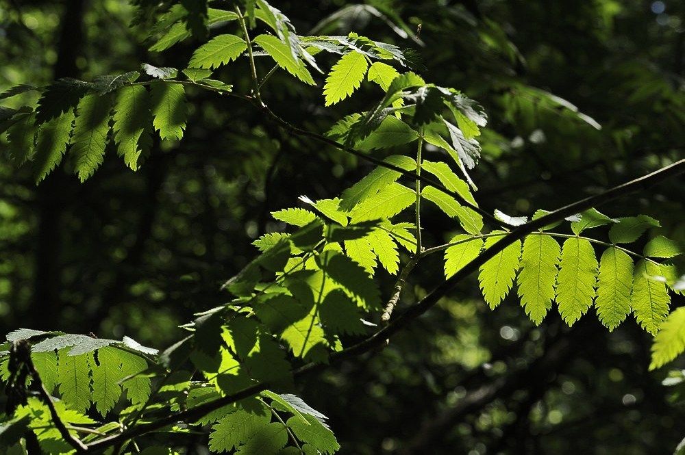 Breehoef_Lente_012.jpg
