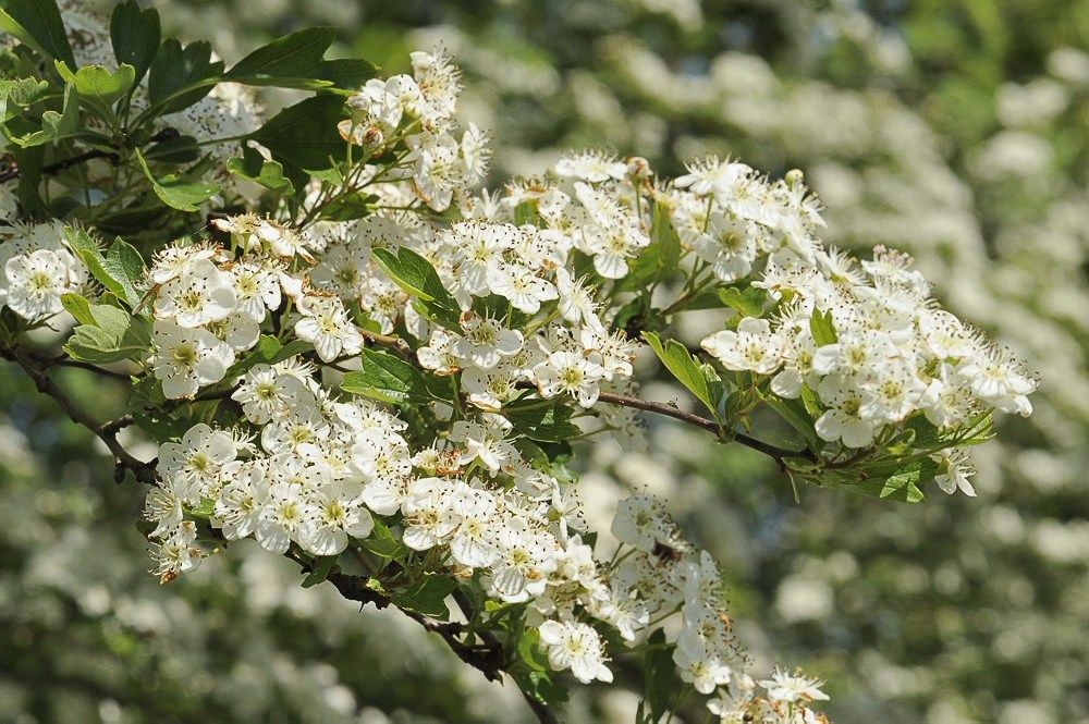 Breehoef_Lente_014.jpg