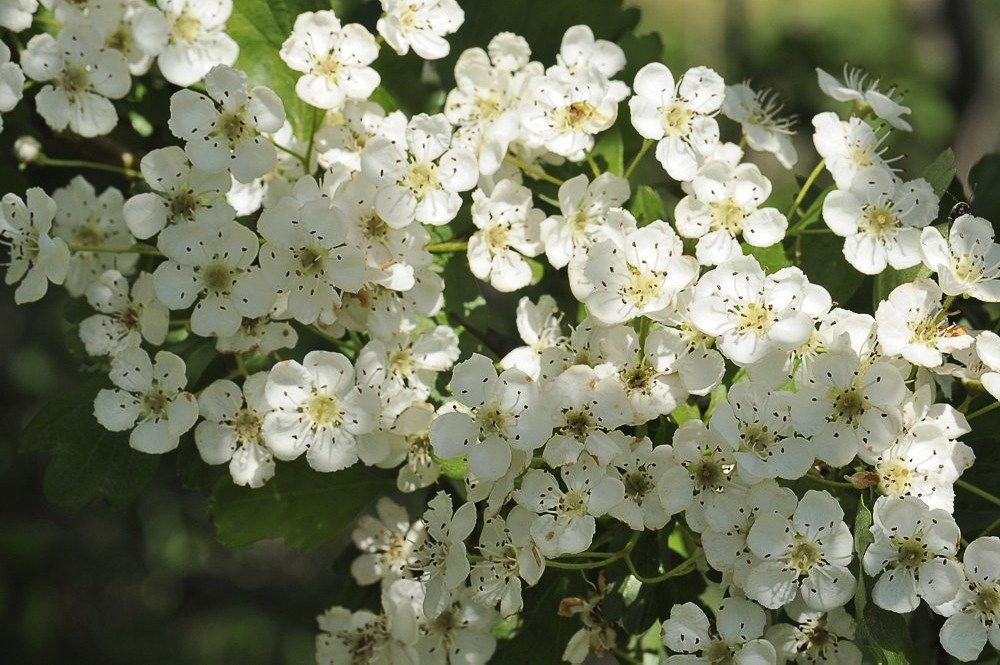 Breehoef_Lente_016.jpg