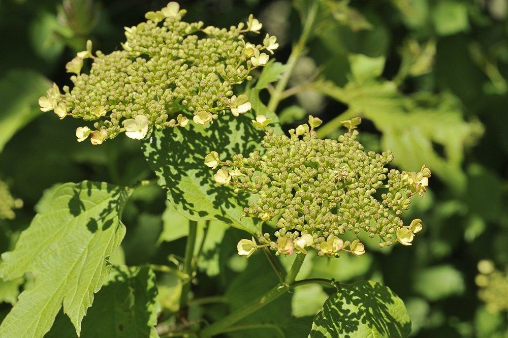 Breehoef_Lente_018.jpg
