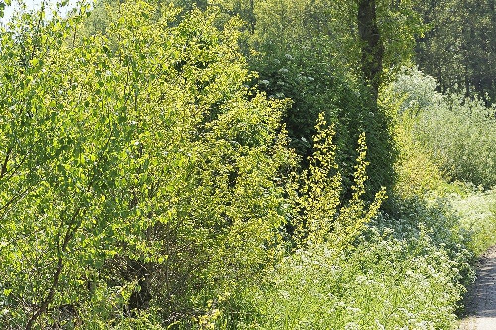 Breehoef_Lente_020.jpg