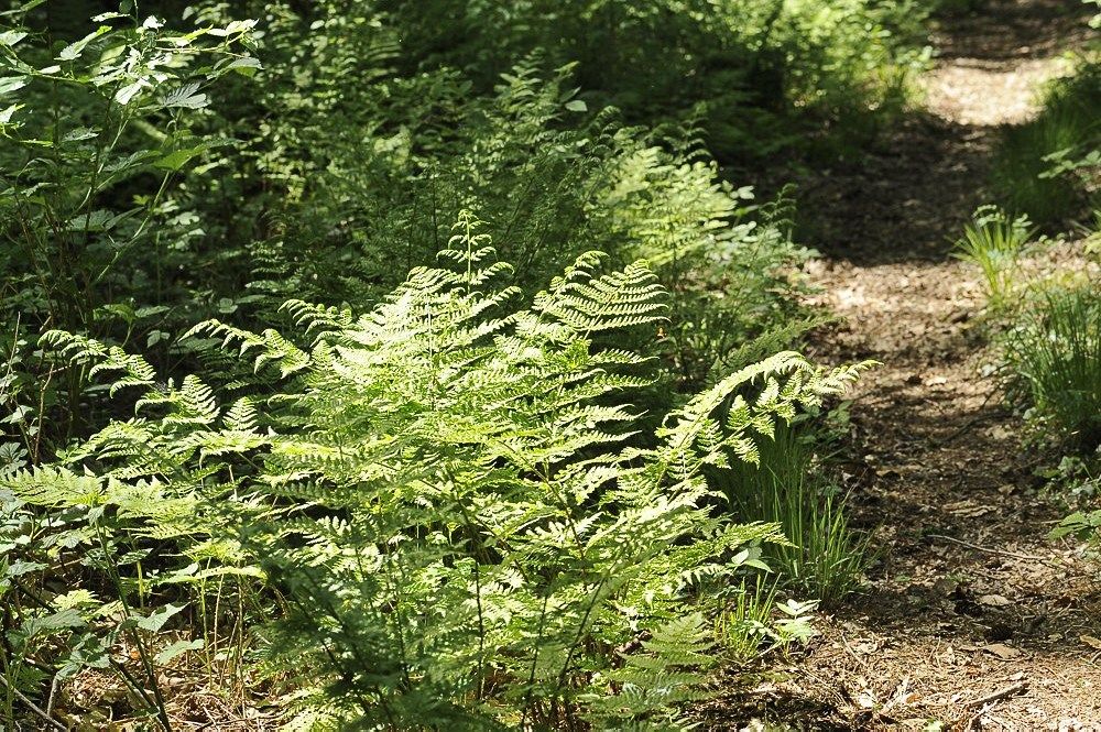 Breehoef_Lente_024.jpg