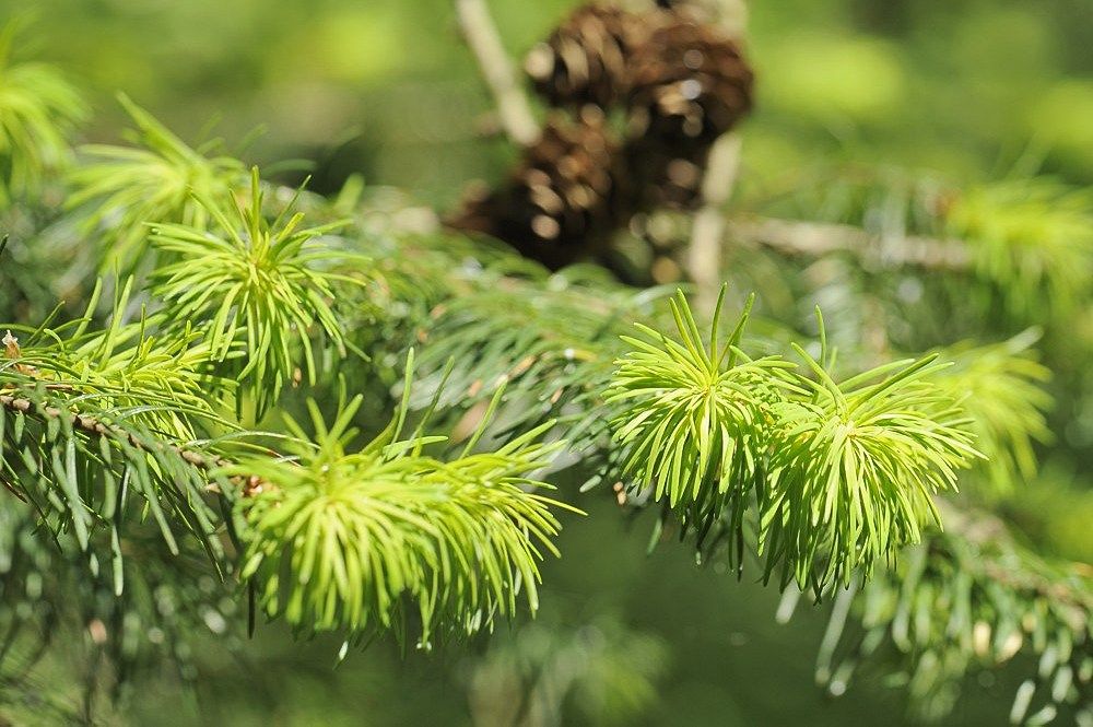 Breehoef_Lente_026.jpg
