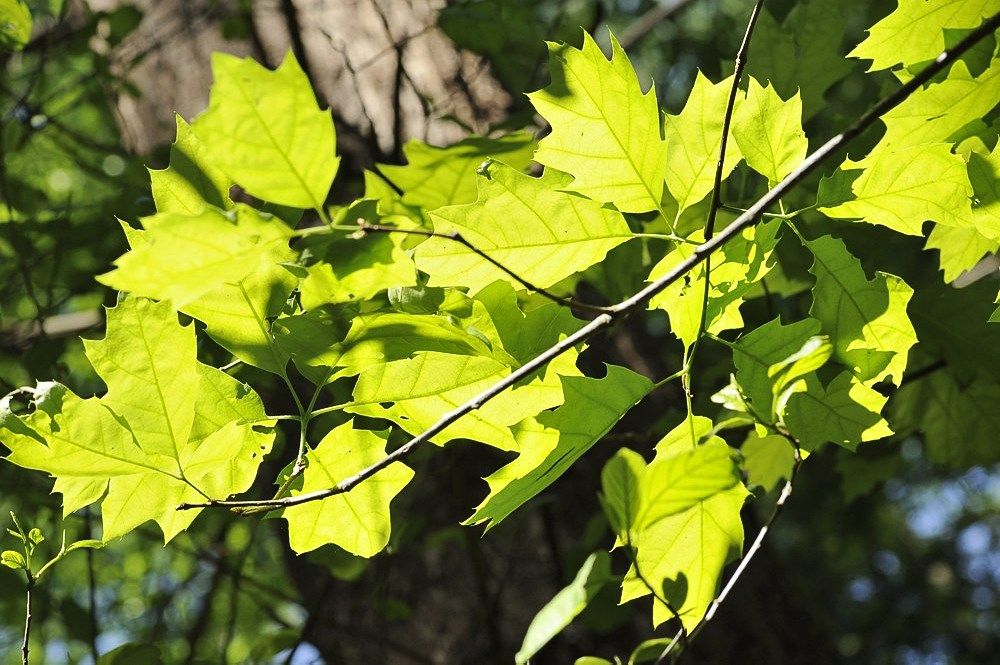 Breehoef_Lente_028.jpg
