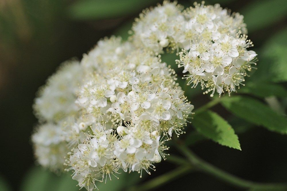 Breehoef_Lente_032.jpg