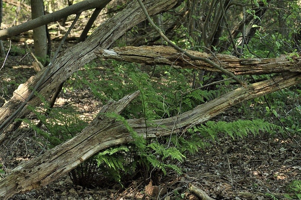 Breehoef_Lente_040.jpg
